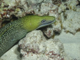 115 Undulated Moray IMG 2497